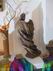 Argilla Gallery